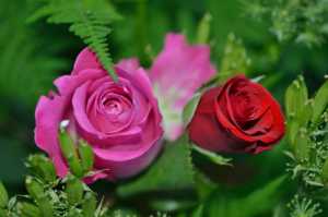 bloom-blossom-flora-63638